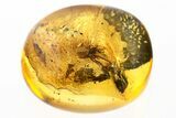 Detailed Fossil Spider (Araneae) In Baltic Amber #288632-1